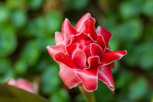 tocha de flor vermelha gengibre foto