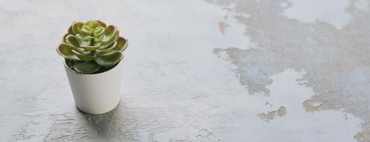 vários tipos de echeveria, plantas suculentas havortia em vasos de barro no fundo. decoração de casa hipster escandinavo