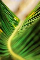 natureza abstrata: macro de folha de palmeira verde foto