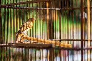 pássaro canário. pássaro em uma gaiola. foto