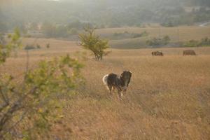 vista da paisagem de verão foto