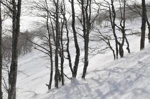 paisagem de inverno foto