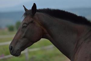 vista de retrato de cavalo foto