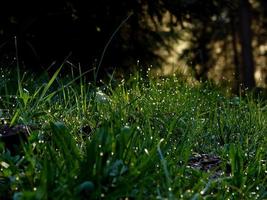 fundo de flores e grama fresca com gotas de água de orvalho foto