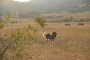 vista da paisagem de verão foto