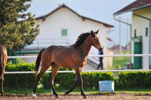 cavalo natureza vista foto