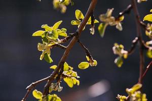 ramo de primavera, folhas jovens e rins foto