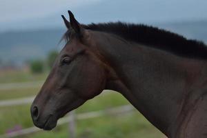 vista de retrato de cavalo foto