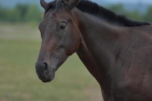 vista de retrato de cavalo foto