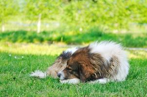 velho cachorro doente foto