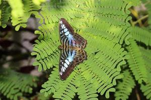 tosquiadeira borboleta - parthenos sylvia