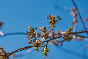 ramo de primavera, folhas jovens e rins foto