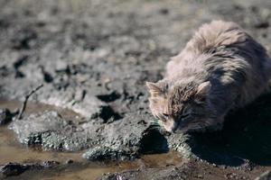 gato sem-teto selvagem solitário olhando ao redor e sentado no antigo limiar do edifício de madeira abandonado. foto