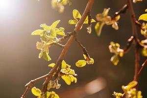 primavera folhas jovens na árvore ao sol foto