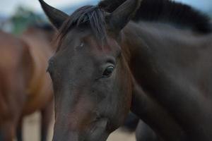 vista de retrato de cavalo foto