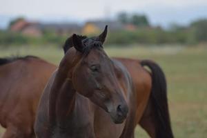 vista de retrato de cavalo foto