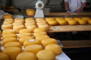 prateleiras de produção de fábrica de queijo com queijo velho envelhecido foto