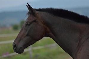 vista de retrato de cavalo foto