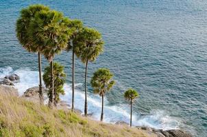 palmeira ao lado de phromthep cape, província de phuket, na tailândia. foto