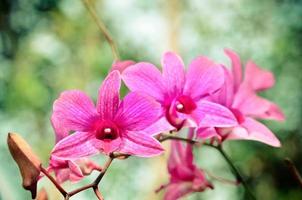 bela orquídea roxa foto