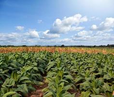 jardim de tabaco em países asiáticos locais. foto