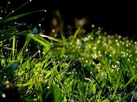 fundo de flores e grama fresca com gotas de água de orvalho foto