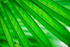 folha de palmeira verde foto