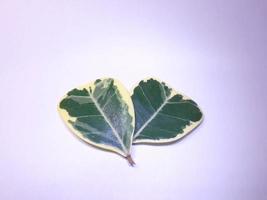 uma fotografia das folhas de uma planta ficus deltoidea que se assemelha a um coração. as folhas vêm em duas cores verdes e brancas. colocado em um fundo branco foto