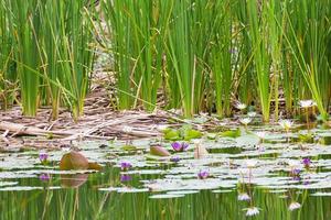 lagoa selvagem com flores de nenúfar foto