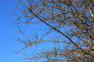 galhos secos contra o fundo do céu azul foto