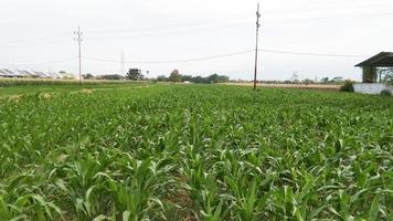 um campo com novas plantas de milho crescendo foto