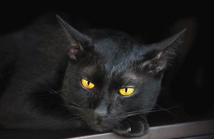 retrato de gato preto na mesa com fundo preto foto