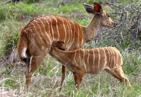 uma foto de close de uma mãe nyala e cordeiro avistado no parque nacional kruger, áfrica do sul.