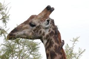 uma foto aproximada de uma girafa no parque nacional kruger na áfrica do sul