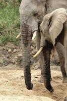 uma foto de dois elefantes bebendo água de um buraco na areia que eles fizeram no leito seco de um rio na reserva de caça de sabi sands.