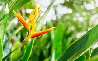 flor de helicônia ou tocha dourada de helicônia. flores tropicais exóticas no jardim da floresta com folhas e fundo de sol da manhã. foto