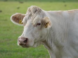 vacas brancas na alemanha foto