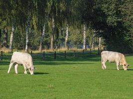 vacas brancas na alemanha foto