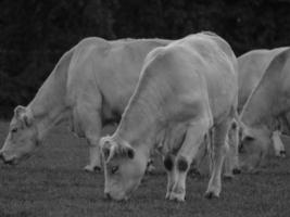 vacas na Vestfália foto