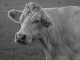 vacas na Vestfália foto