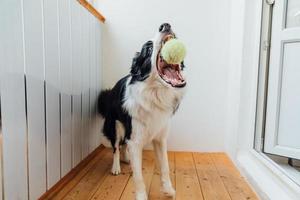 retrato engraçado de bonitinho sorridente cachorrinho border collie segurando a bola de brinquedo na boca. novo membro adorável da família cachorrinho em casa brincando com o dono. conceito de cuidados e animais de estimação. foto