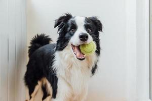 retrato engraçado de bonitinho sorridente cachorrinho border collie segurando a bola de brinquedo na boca. novo membro adorável da família cachorrinho em casa brincando com o dono. conceito de cuidados e animais de estimação. foto