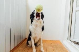 retrato engraçado de bonitinho sorridente cachorrinho border collie segurando a bola de brinquedo na boca. novo membro adorável da família cachorrinho em casa brincando com o dono. atividade de animais de estimação e jogos em casa conceito. foto