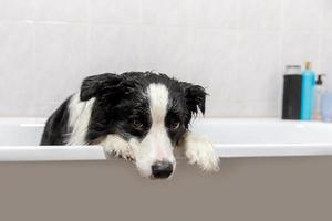 engraçado retrato interior de cachorrinho border collie sentado no banho recebe banho de espuma tomando banho com xampu. lindo cachorrinho molhado na banheira no salão de beleza. cachorro sujo lavando no banheiro. foto