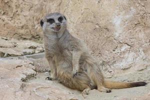 meerkat isolado olhando para você foto