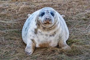 filhote de foca cinza enquanto olha para você foto
