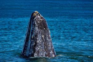 nariz da mãe baleia cinzenta subindo foto