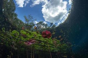 jardins subaquáticos e plantas aquáticas em cenotes mergulho em cavernas no méxico foto