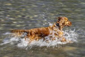 cachorrinho cão jovem cocker spaniel inglês enquanto estiver na água foto