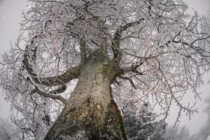 galhos de árvores cobertos de neve no inverno foto